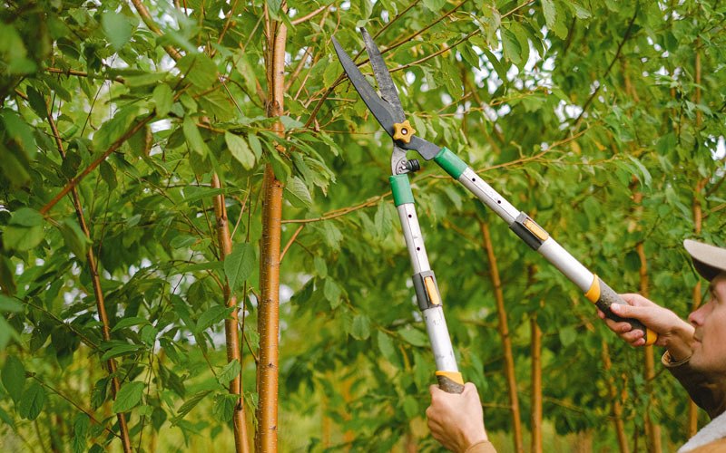 Tree trimming in Eldridge, IA